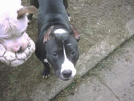 Amerikansk staffordshire terrier Gipsy - død 2005 - - Jack og Gipsy leger. Det kunne de gøre hele døgnet, meeen der sætter jeg grænsen :) billede 2