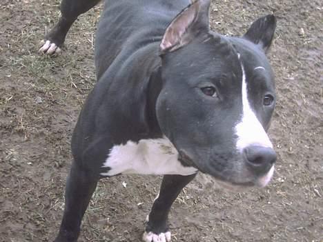 Amerikansk staffordshire terrier Gipsy - død 2005 - - Som I kan se har hun mange ar i hovedet. Det derfor blev hun fjernet fra flokken med tre hanner billede 3