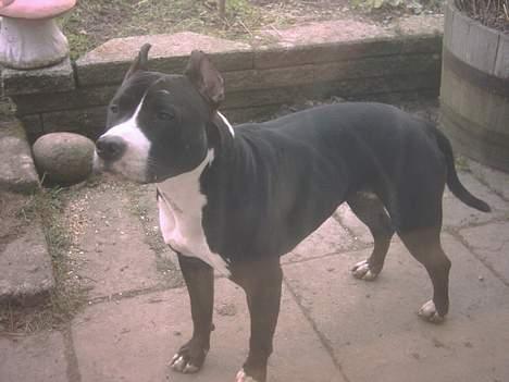 Amerikansk staffordshire terrier Gipsy - død 2005 - - Profilbillede billede 4