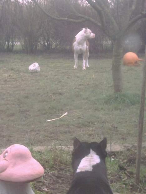 Amerikansk staffordshire terrier Gipsy - død 2005 - - "Hvad mon han laver?" billede 5