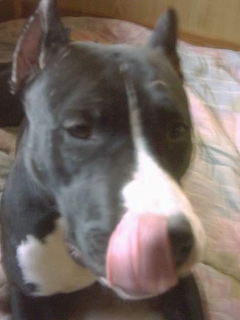 Amerikansk staffordshire terrier Gipsy - død 2005 - billede 6