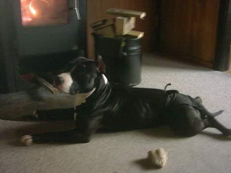 Amerikansk staffordshire terrier Gipsy - død 2005 - - Der dejlig varmt inde foran ovnen :D billede 7