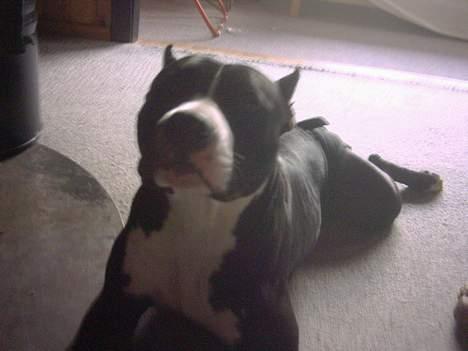 Amerikansk staffordshire terrier Gipsy - død 2005 - billede 8