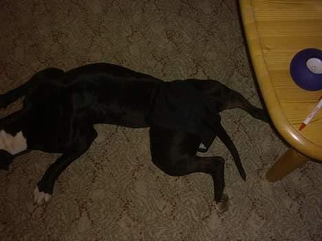 Amerikansk staffordshire terrier Gipsy - død 2005 - - Se hvordan benene ligger?! Hun er i løbetid så hun har ble på indenfor. billede 10