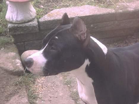 Amerikansk staffordshire terrier Gipsy - død 2005 - billede 9