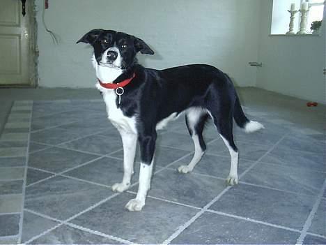 Blanding af racer Mille billede 1