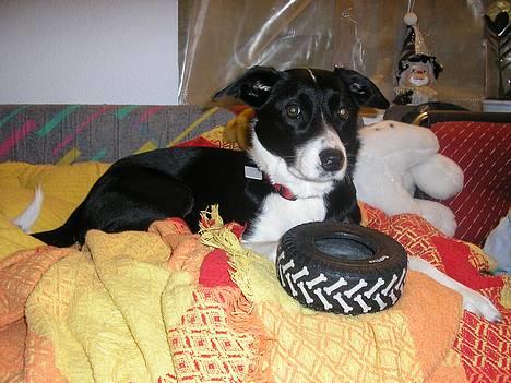 Blanding af racer Mille billede 2