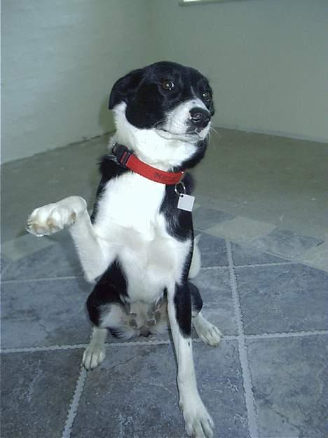 Blanding af racer Mille billede 3