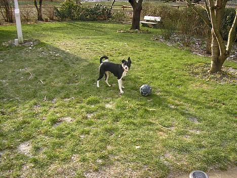 Blanding af racer Mille billede 5