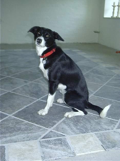 Blanding af racer Mille billede 4