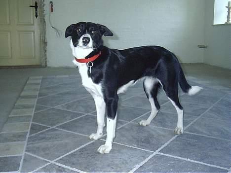 Blanding af racer Mille billede 6