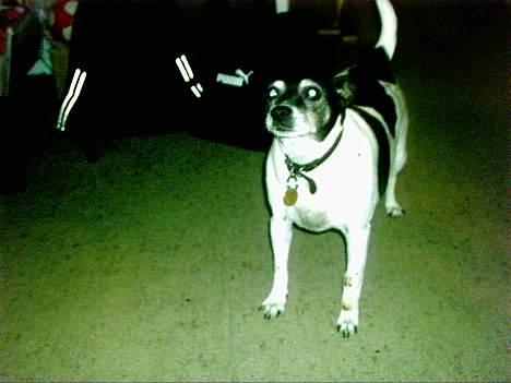 Dansk svensk gaardhund Pjevs *død* billede 1