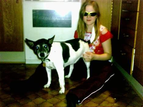 Dansk svensk gaardhund Pjevs *død* billede 2