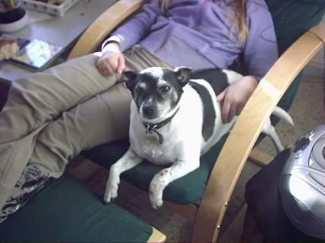 Dansk svensk gaardhund Pjevs *død* - min lillesøster og pjevs billede 3