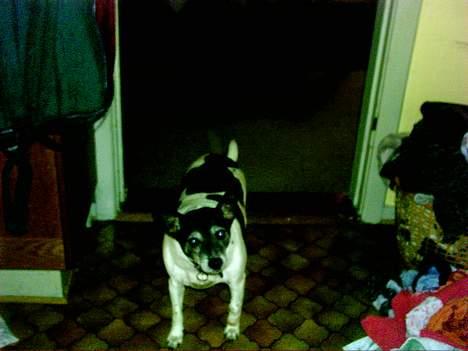 Dansk svensk gaardhund Pjevs *død* billede 5