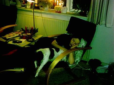 Dansk svensk gaardhund Pjevs *død* billede 6