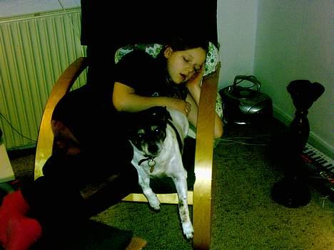 Dansk svensk gaardhund Pjevs *død* billede 7