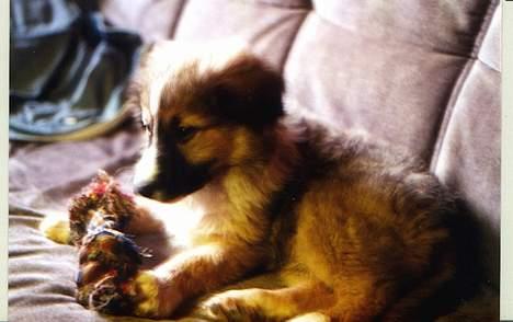 Border collie Gizmo - lidt træt billede 3