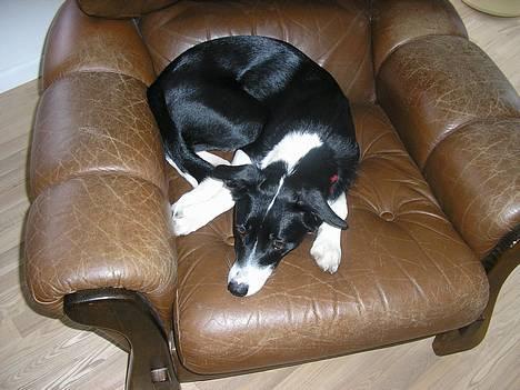 Blanding af racer Mille billede 7