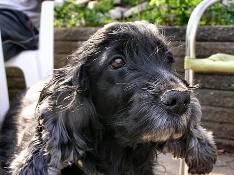 Cocker spaniel Sille † d. 14/4-08 - Sille siger : Velkommen til min profil HiHi .. billede 1