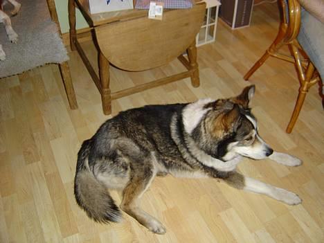 Siberian husky celik billede 5