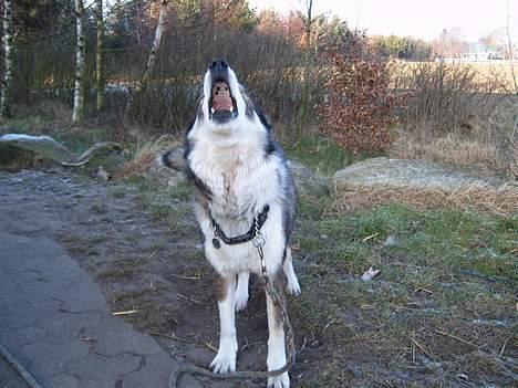 Siberian husky celik billede 7