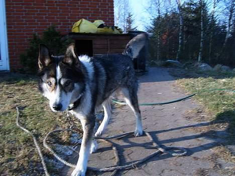 Siberian husky celik billede 8