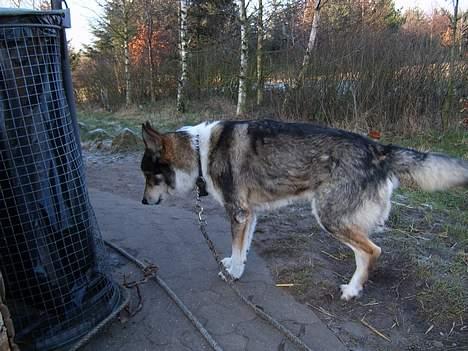 Siberian husky celik billede 9