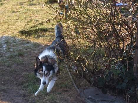 Siberian husky celik billede 10