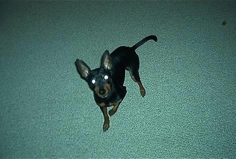 Dvaergpinscher Pax - Hej med jer! billede 1