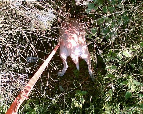 Blanding af racer Frøya Embla - Åh, her var lige noget... billede 2