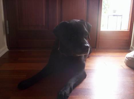 Labrador retriever Trine *BORTE* - Hvad er der nogen billede 1