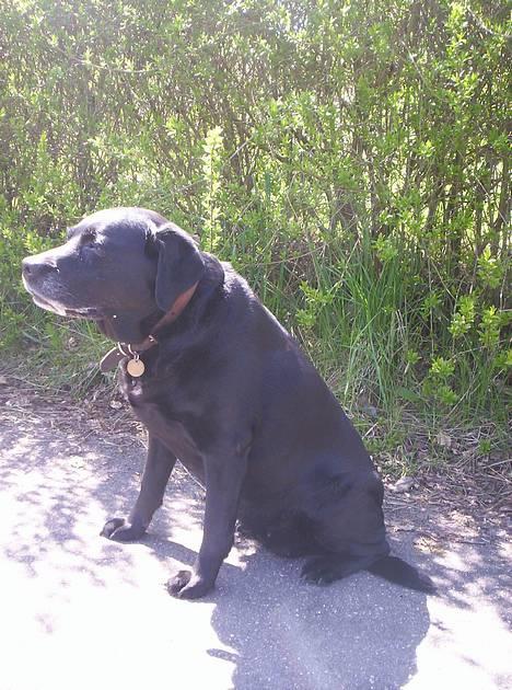 Labrador retriever Trine *BORTE* - En dejlig sommerdag billede 2