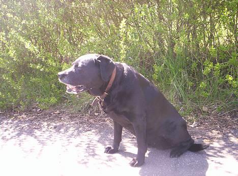 Labrador retriever Trine *BORTE* - Mmmm frisk luft billede 3