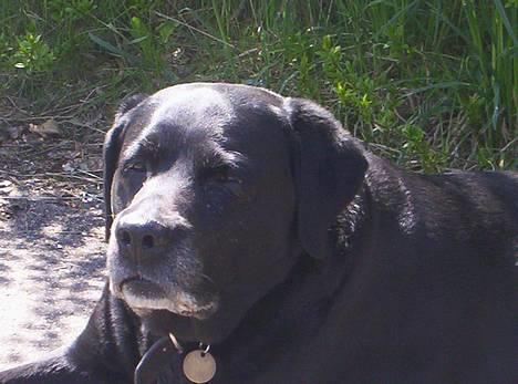 Labrador retriever Trine *BORTE* - Profil billede 4