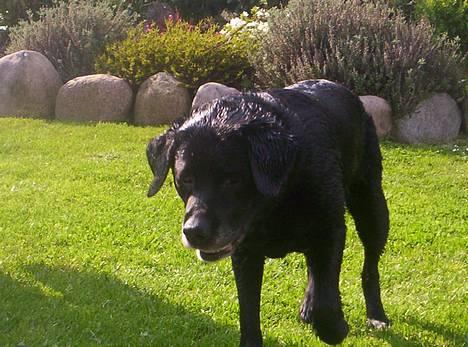 Labrador retriever Trine *BORTE* - Er jeg ikk sød? billede 5
