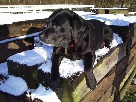 Labrador retriever Trine *BORTE* - Holder udkig billede 6