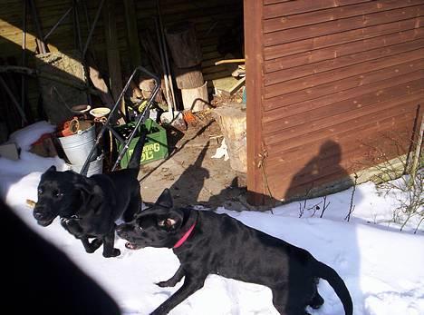 Labrador retriever Trine *BORTE* - TRILLE... Kom så med den pind trille billede 7