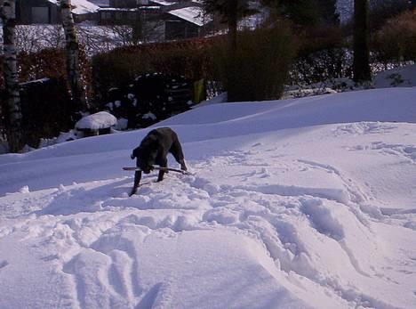 Labrador retriever Trine *BORTE* - Det er hårdt og løbe i snen billede 8