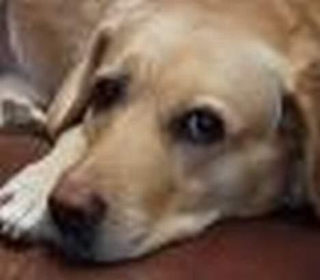 Blanding af racer Jumbo - Neeeeejjjj!!!!!!!!!! hvor jeg keeeder mig.... billede 4