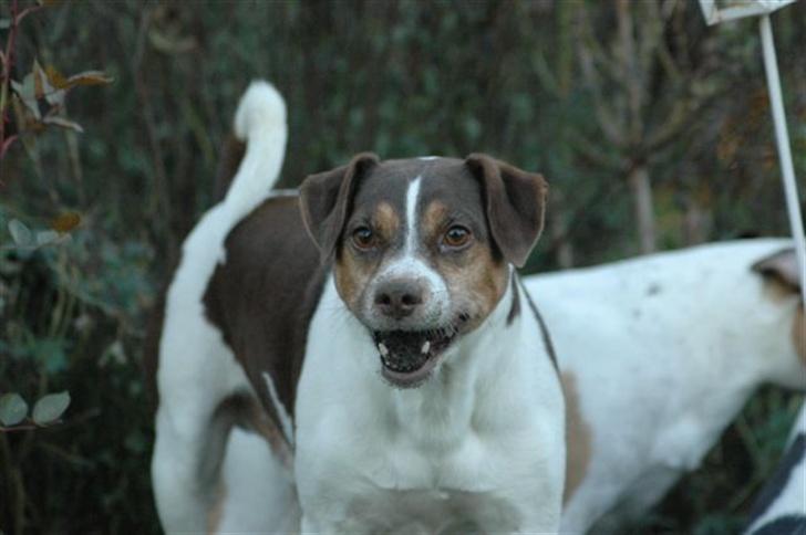 Dansk svensk gaardhund tjalfe - BØRSTE TÆNDER,HVEM MIG ?????? billede 8