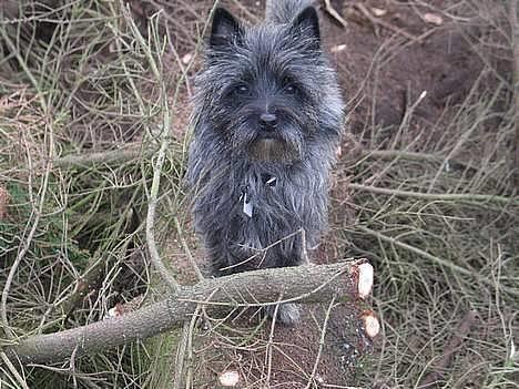 Cairn terrier Vicky Leandros *HIMMELHUND* - pjevsede lille mig!? billede 1