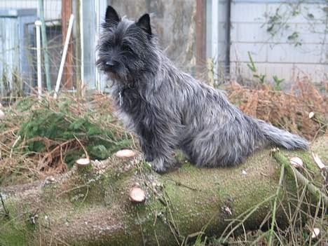 Cairn terrier Vicky Leandros *HIMMELHUND* - hvad mon missekatten laver!? billede 2