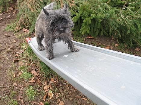 Cairn terrier Vicky Leandros *HIMMELHUND* - wee... elsker rutsjebanen <3 billede 3