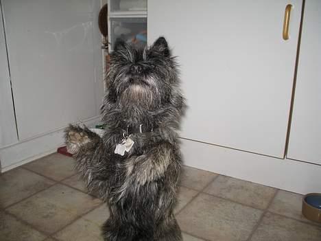 Cairn terrier Vicky Leandros *HIMMELHUND* - er jeg ikke dygtig!?? billede 5