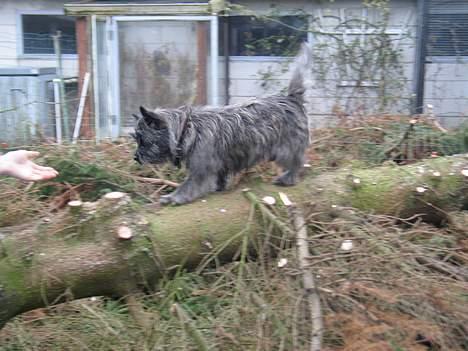 Cairn terrier Vicky Leandros *HIMMELHUND* - hvad har du der???? billede 4