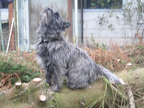 Cairn terrier Vicky Leandros *HIMMELHUND* - hvis du flytter hånden mere brækker jeg altså nakken  :D billede 6