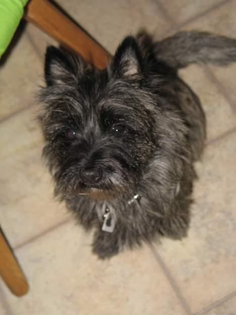 Cairn terrier Vicky Leandros *HIMMELHUND* - hvad laver du? billede 7