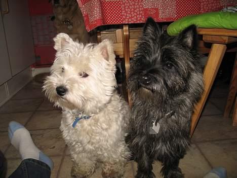 Cairn terrier Vicky Leandros *HIMMELHUND* - min bedste ven og mig! billede 8