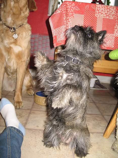 Cairn terrier Vicky Leandros *HIMMELHUND* - er jeg ikke zuper sød når jeg gør sådan....? billede 9